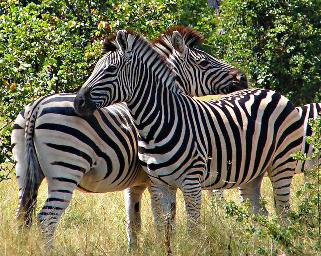 Kwalape Safari Lodge Kasane Exterior photo